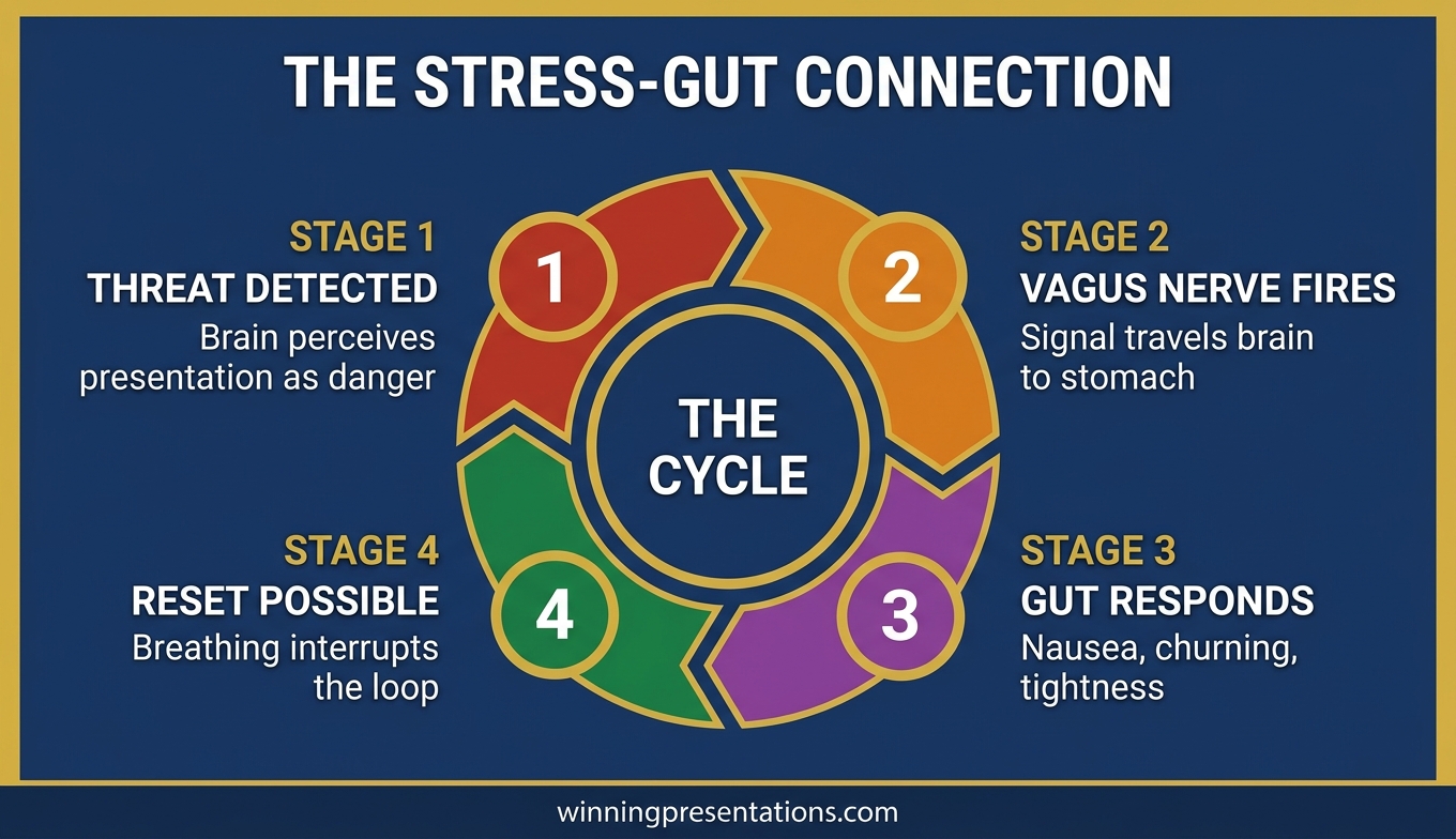 Diagram showing the gut-brain axis and vagus nerve connection explaining why the stomach reacts to presentation anxiety before conscious thought